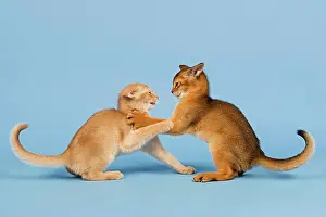 Abyssinian: Two Abyssinian kittens, 9 weeks, fawn and ruddy