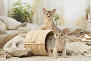 Abyssinian: Abyssinian kittens indoors in a basket