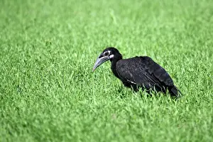 Bucorvus: Abyssinian / Northern Ground Hornbill