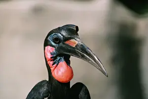 Bucorvus: Abyssinian / Northern GROUND HORNBILL