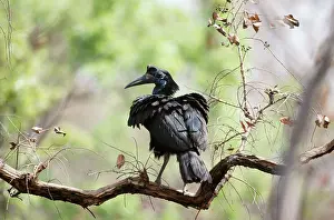 Bucorvus: Abyssinian / Northern GROUND HORNBILL - in tree, female