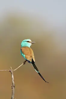Rollers: Abyssinian Roller