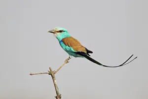 Rollers: Abyssinian Roller