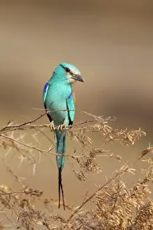 Rollers: Abyssinian Roller