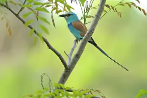 Abyssinicus: Abyssinian Roller