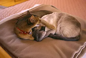 Blankets: Abyssinian and Siamese cat lying on a blanket