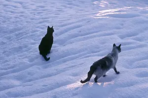 Shor: Abyssinian and Siamese cats in the snow at dusk France