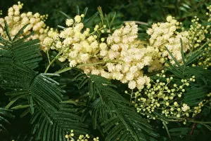 Acacias: Acacia