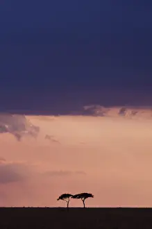 Wattle: Acacia