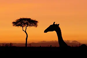 Kilimanjaro: Acacia
