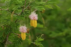 Bloem: Acacia
