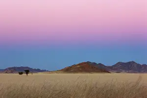 Sesriem: Acacia
