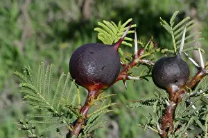 Thorns: Acacia Ants - Whistling Thorn and Stinging Ants