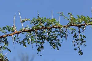 Mark Boulton: Acacia Bush - showing large thorns on branch
