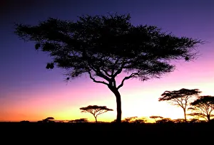Acacias: Acacia - at dawn