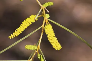 Acacias: Acacia desmondii