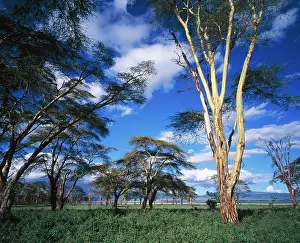 Alyssa Giustozzi: Acacia - Fever Trees