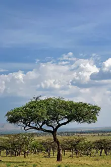 Tortilis: Acacia forest, Serengeti National Park