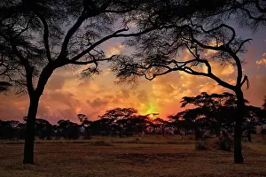 Tortilis: Acacia forest silhouetted at sunset, Tarangire