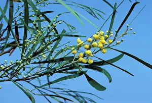 Mimosa: Acacia / Mimosa - Foliage and flowers