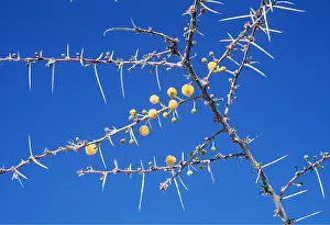 Rungnapa Sasitorn: ACACIA NEBROWNII - showing flowers and thorns