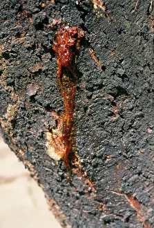 Acacias: Acacia - oozing gum