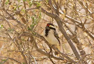 Barbet: Acacia Pied Barbet. in Acacia thorn - Kalahari