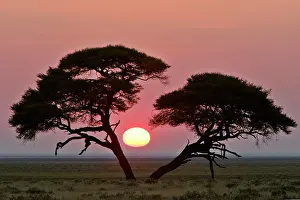 Acacias: Acacia at sunrise magnicifent specimen of Umbrella