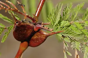 Relationship: Acacia thorns with Pseudomyrmex ants