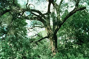 Acacias: Acacia tortilis