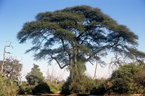 Thorns: Acacia tortilis / Umbrella Thorn