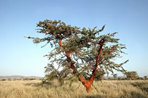 Acacias: Acacia Tree