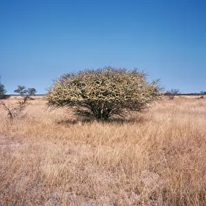 Acacias: Acacia Tree