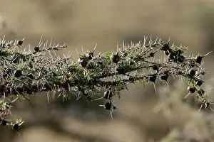 Acacias: Acacia Tree - close-up