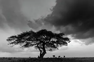 Wolfe: Acacia tree, Serengeti National Park, Tanzania