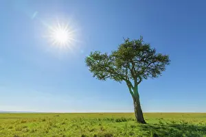Acacia: Acacia tree with sun, Masai Mara National Reserve