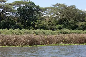 Papyrus: Acacia Trees and Papyrus fringing edge of Lake Naivasha