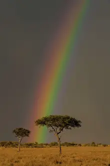 Rainbows: Acacia Trees under rainbow Masai Mara National Reserve