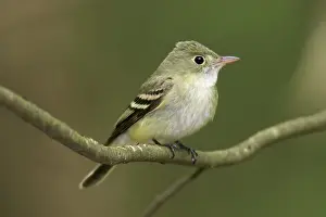 Virescens: Acadian Flycatcher