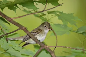 Virescens: Acadian Flycatcher