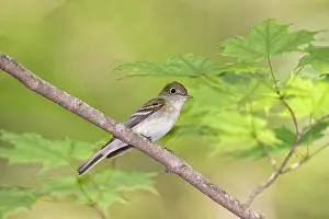 Virescens: Acadian Flycatcher
