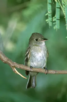 Virescens: Acadian Flycatcher