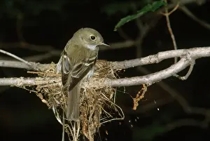 Virescens: Acadian Flycatcher