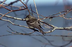 Tyrant: Acadian Flycatcher