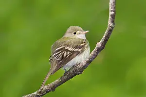 Virescens: Acadian Flycatcher - On branch