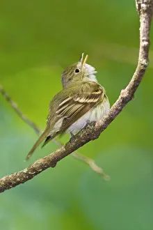 Virescens: Acadian Flycatcher - On branch