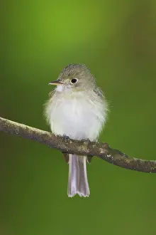 Virescens: Acadian Flycatcher - On branch