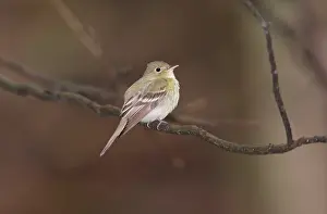 Virescens: Acadian Flycatcher, Connecticut, USA in June