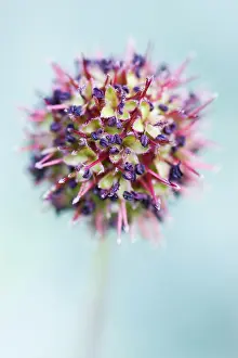 Affinis: Acaena