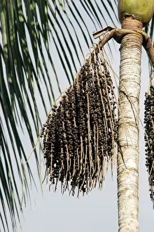 Extract: Acai Palm fruits (used to extract the juice and make drinks)